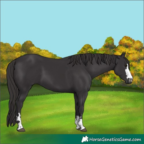 Horse Color:Smoky Black 