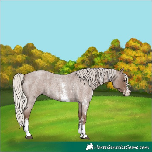Horse Color:Silver Blue Roan Sabino 