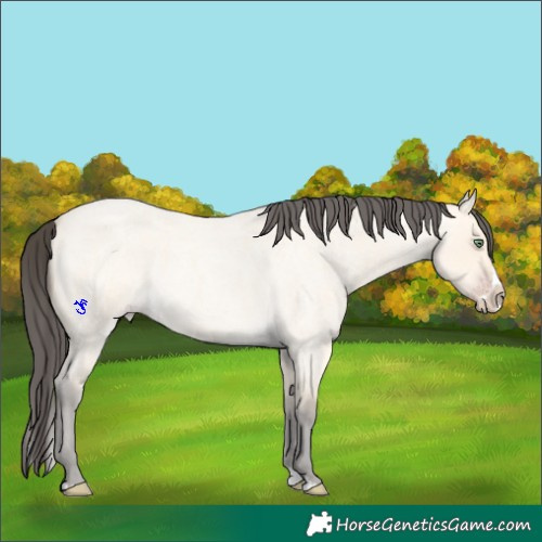 Horse Color:Amber Cream Champagne Roan Splash