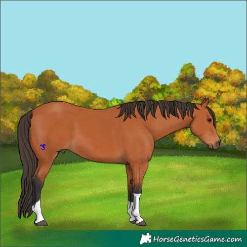 Horse Color:Bay Tobiano 