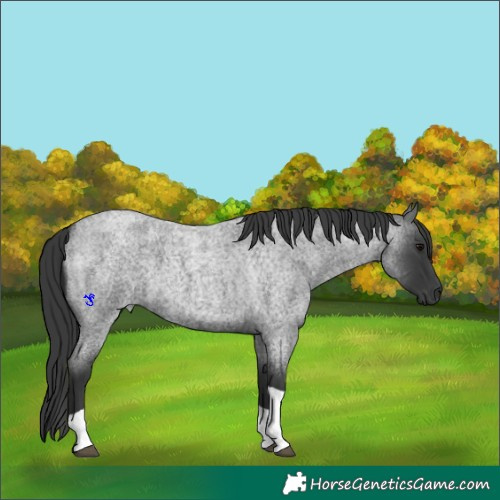 Horse Color:Blue Roan Tobiano 