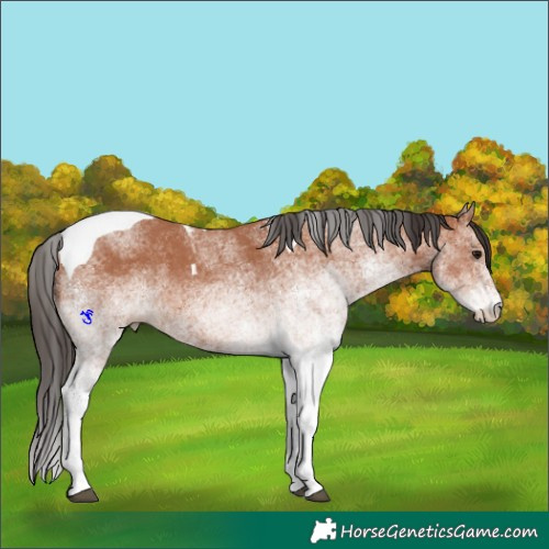 Horse Color:White Spotted Bay Tobiano