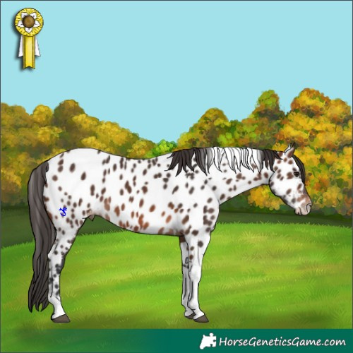 Horse Color:Brown Tobiano Appaloosa 