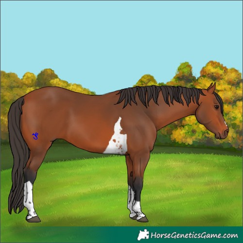 Horse Color:Bay Tobiano