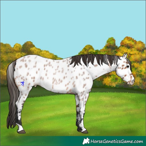 Horse Color:Bay Roan Appaloosa