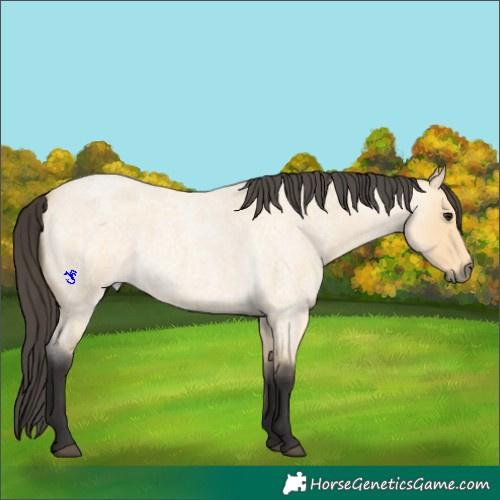 Horse Color:Buckskin Roan
