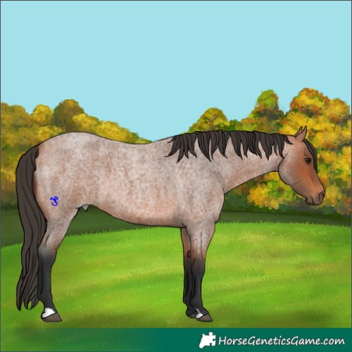 Horse Color:Bay Roan