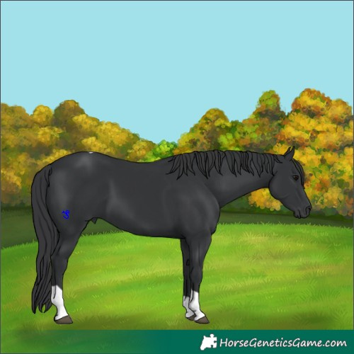 Horse Color:Black Tobiano