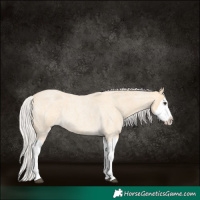 Horse Color:Silver Buckskin Roan Splash