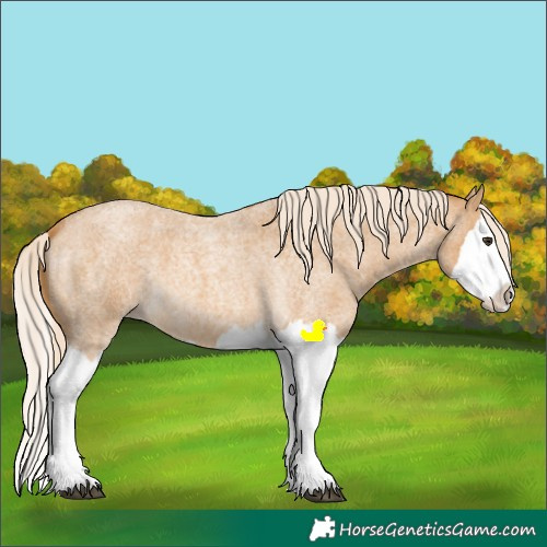 Horse Color:Palomino Roan Splash