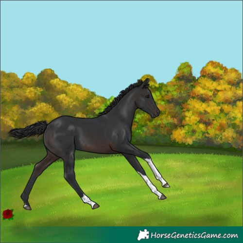 Horse Color:White Spotted Brown Tobiano