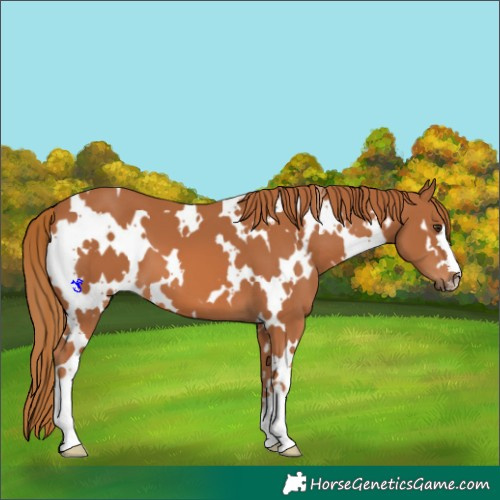 Horse Color:White Spotted Chestnut
