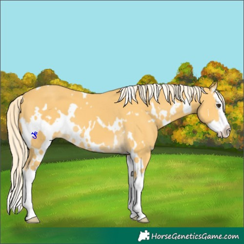 Horse Color:White Spotted Palomino Splash