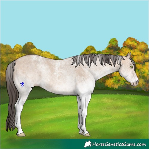 Horse Color:White Spotted Amber Champagne Dun Rabicano