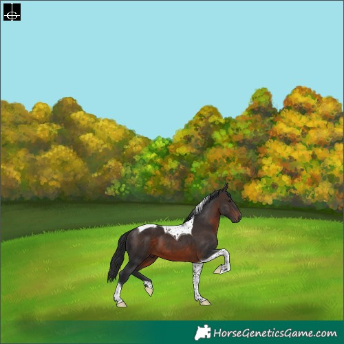Horse Color:Brown Tobiano 