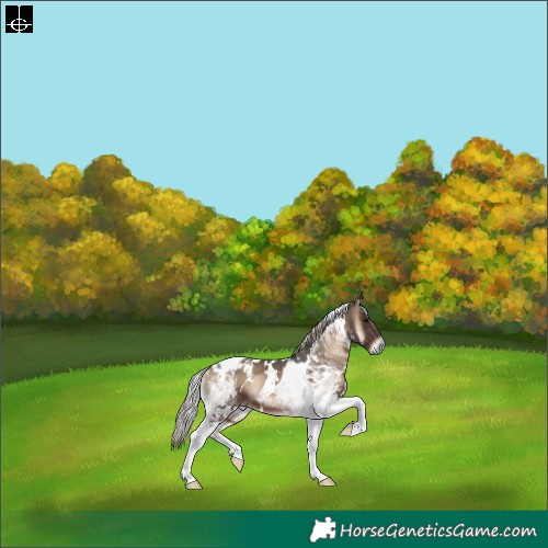 Horse Color:White Spotted Silver Blue Onyx Tobiano 