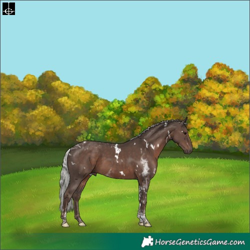Horse Color:White Spotted Silver Black Tobiano