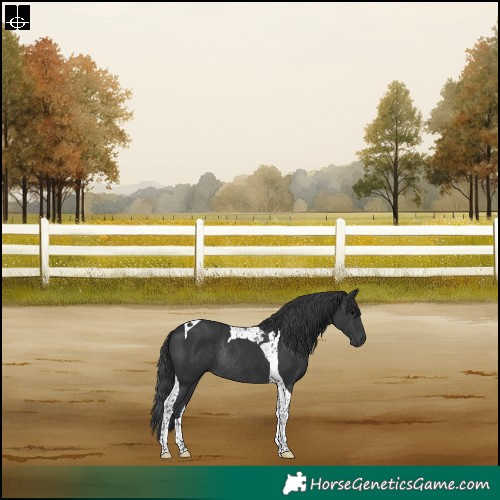 Horse Color:Black Tobiano Rabicano