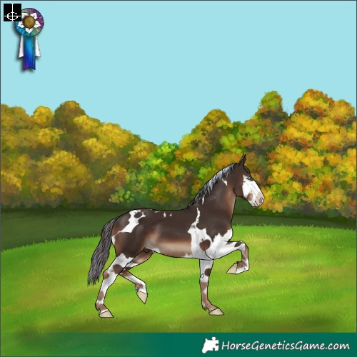 Horse Color:Painted Liver Chestnut Splash Tobiano