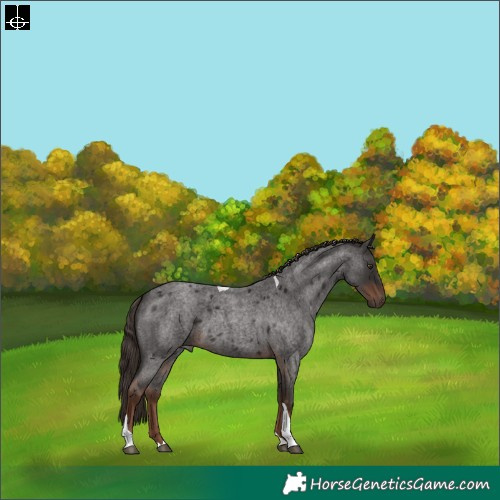 Horse Color:Liver Red Roan Tobiano 