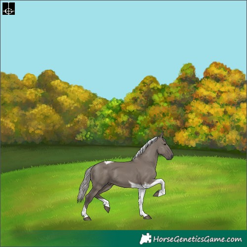 Horse Color:Silver Grullo Tobiano