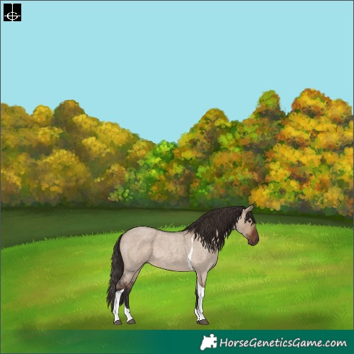 Horse Color:Liver Red Dun Roan Tobiano