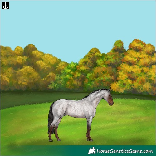 Horse Color:Liver Red Roan 