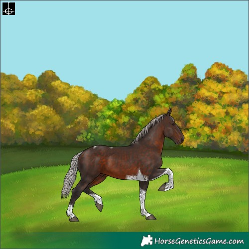 Horse Color:Silver Brown Tobiano 