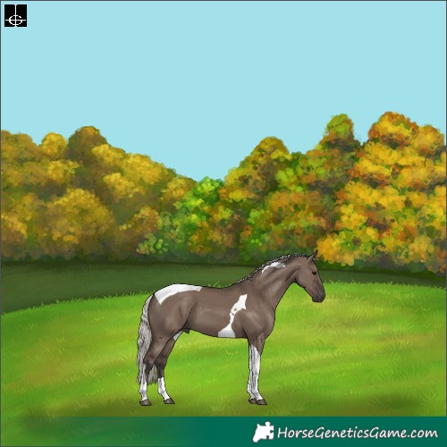 Horse Color:Silver Grullo Tobiano