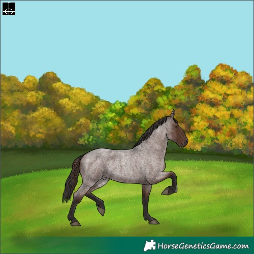 Horse Color:Liver Red Roan 