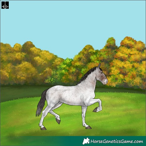 Horse Color:White Spotted Liver Red Roan Appaloosa Rabicano 
