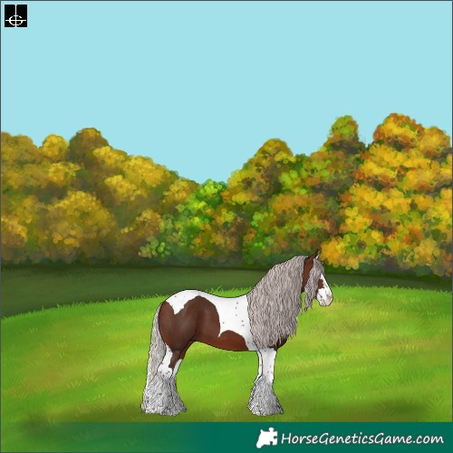 Horse Color:Silver Brown Splash Tobiano 