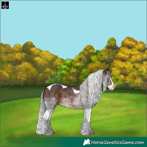 Horse Color:White Spotted Silver Brown Splash Tobiano Rabicano 