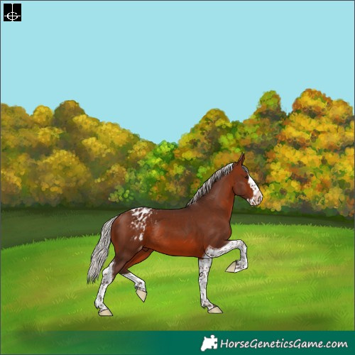 Horse Color:Silver Bay Splash Tobiano Appaloosa Rabicano