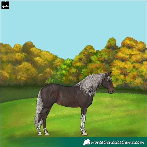 Horse Color:Silver Brown Sabino Tobiano