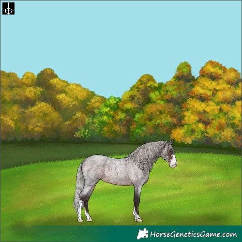 Horse Color:Silver Brown Roan Mushroom Sabino 