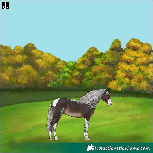 Horse Color:Silver Brown Sabino Tobiano