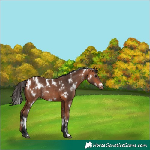 Horse Color:White Spotted Bay Rabicano 