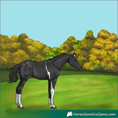 Horse Color:Black Tobiano Rabicano