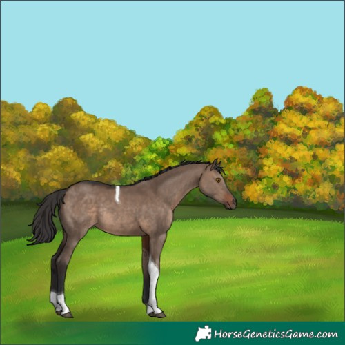 Horse Color:Brown Dun Tobiano Rabicano