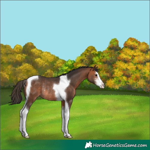 Horse Color:Bay Sabino Tobiano Rabicano 