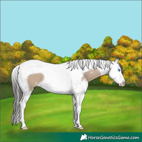 Horse Color:Brown Dun Sabino Splash Tobiano