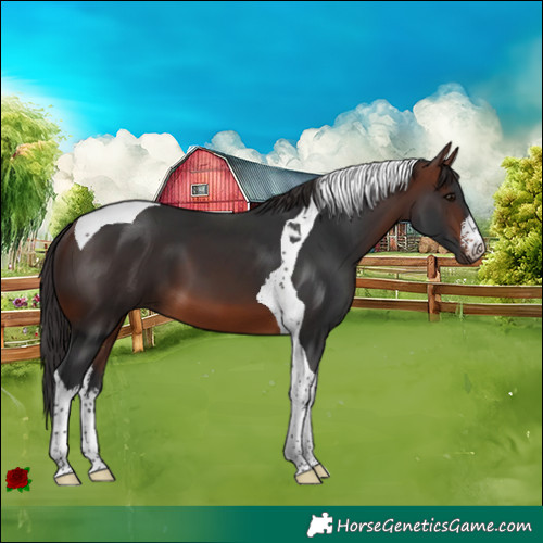 Horse Color:White Spotted Brown Tobiano