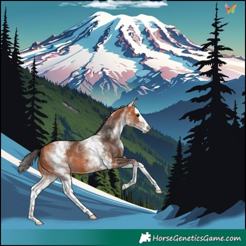 Horse Color:White Spotted Bay Splash 