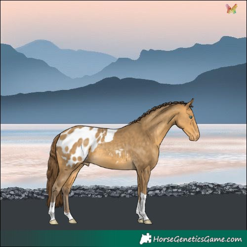 Horse Color:Sable Cream Champagne Tobiano Blanket