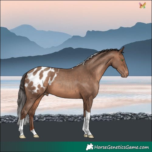 Horse Color:Sable Champagne Tobiano Blanket 