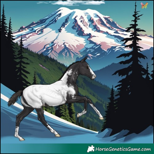 Horse Color:Smoky Black Appaloosa 