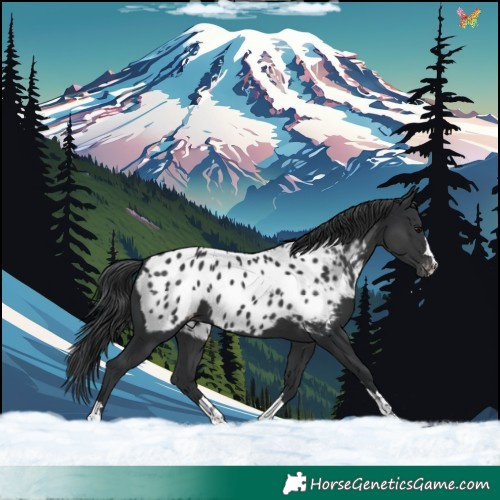 Horse Color:Black Appaloosa 