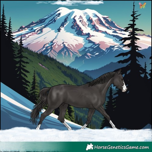 Horse Color:Smoky Black 