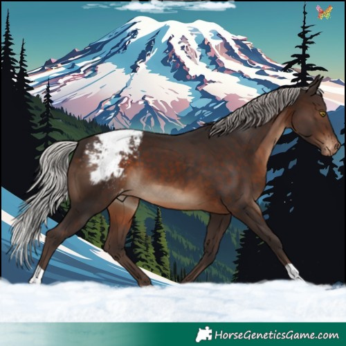 Horse Color:Silver Brown Appaloosa